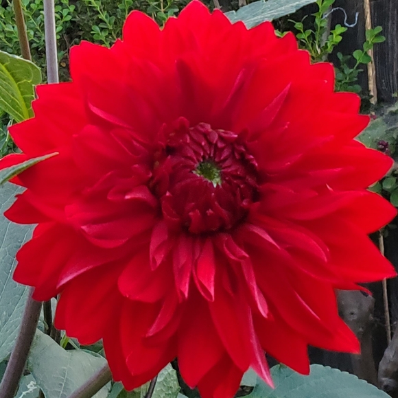 Meet your Posher, Posh Sisters ♡ - Picture 1 of 1